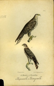 Wespenvalk / Dwergvalk. Uit: Oeuvres complètes de Buffon suivies de ses continuateurs Daubenton, Lacépéde, Cuvier, Duméril, Poiret, lesson et Geoffroy-St-Hillaire — BUFFON et DAUBENTON