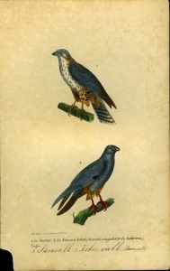 Steenvalk / Kobez (Boom) valk. Uit: Oeuvres complètes de Buffon suivies de ses continuateurs Daubenton, Lacépéde, Cuvier, Duméril, Poiret, lesson et Geoffroy-St-Hillaire — BUFFON et DAUBENTON