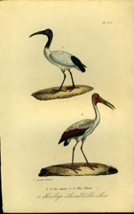 Heilige Ibis / Witte Ibis. Uit: Oeuvres complètes de Buffon suivies de ses continuateurs Daubenton, Lacépéde, Cuvier, Duméril, Poiret, lesson et Geoffroy-St-Hillaire — BUFFON et DAUBENTON