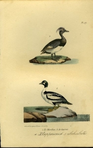 Klappereend / Schaleend. Uit: Oeuvres complètes de Buffon suivies de ses continuateurs Daubenton, Lacépéde, Cuvier, Duméril, Poiret, lesson et Geoffroy-St-Hillaire — BUFFON et DAUBENTON