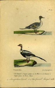 Langstaarteend / Newfoundland langstaarteend . Uit: Oeuvres complètes de Buffon suivies de ses continuateurs Daubenton, Lacépéde, Cuvier, Duméril, Poiret, lesson et Geoffroy-St-Hillaire — BUFFON et DAUBENTON