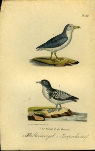 Stormvogel / Kaapsche dief. Uit: Oeuvres complètes de Buffon suivies de ses continuateurs Daubenton, Lacépéde, Cuvier, Duméril, Poiret, lesson et Geoffroy-St-Hillaire — BUFFON et DAUBENTON