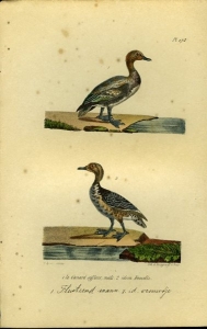 Pelikaan / Zwarte pelikaan. Uit: Oeuvres complètes de Buffon suivies de ses continuateurs Daubenton, Lacépéde, Cuvier, Duméril, Poiret, lesson et Geoffroy-St-Hillaire — BUFFON et DAUBENTON