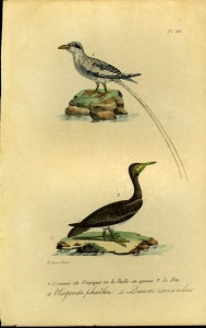 Vliegende phaëton / Domme zeezwaluw. Uit: Oeuvres complètes de Buffon suivies de ses continuateurs Daubenton, Lacépéde, Cuvier, Duméril, Poiret, lesson et Geoffroy-St-Hillaire — BUFFON et DAUBENTON