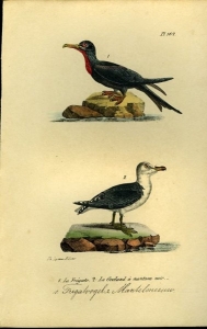 Fregatvogel / Mantelmeeuw. Uit: Oeuvres complètes de Buffon suivies de ses continuateurs Daubenton, Lacépéde, Cuvier, Duméril, Poiret, lesson et Geoffroy-St-Hillaire — BUFFON et DAUBENTON