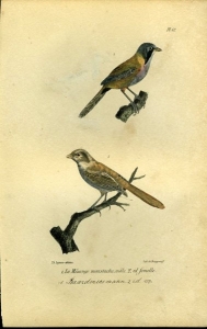 Baardmees, mannetje en vrouwtje. Uit: Oeuvres complètes de Buffon suivies de ses continuateurs Daubenton, Lacépéde, Cuvier, Duméril, Poiret, lesson et Geoffroy-St-Hillaire — BUFFON et DAUBENTON