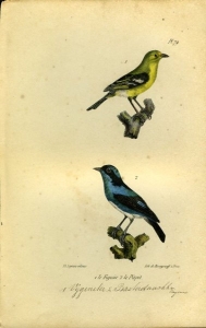 Gele kwikstaart / Grijze kwikstaart. Uit: Oeuvres complètes de Buffon suivies de ses continuateurs Daubenton, Lacépéde, Cuvier, Duméril, Poiret, lesson et Geoffroy-St-Hillaire — BUFFON et DAUBENTON
