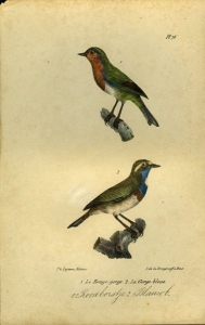 Roodborstje / Blauwborstje. Uit: Oeuvres complètes de Buffon suivies de ses continuateurs Daubenton, Lacépéde, Cuvier, Duméril, Poiret, lesson et Geoffroy-St-Hillaire — BUFFON et DAUBENTON