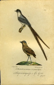 Vliegenvangertje / Grote lijster. Uit: Oeuvres complètes de Buffon suivies de ses continuateurs Daubenton, Lacépéde, Cuvier, Duméril, Poiret, lesson et Geoffroy-St-Hillaire — BUFFON et DAUBENTON