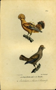 Rotshoen. 1.mannetje 2. vrouwtje. Uit: Oeuvres complètes de Buffon suivies de ses continuateurs Daubenton, Lacépéde, Cuvier, Duméril, Poiret, lesson et Geoffroy-St-Hillaire — BUFFON et DAUBENTON