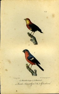 Roode manakijn (Z.Am.) / Goudvink. Uit: Oeuvres complètes de Buffon suivies de ses continuateurs Daubenton, Lacépéde, Cuvier, Duméril, Poiret, lesson et Geoffroy-St-Hillaire — BUFFON et DAUBENTON