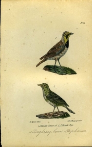 Ringkraag leeuwerik / Piep leeuwerik. Uit: Oeuvres complètes de Buffon suivies de ses continuateurs Daubenton, Lacépéde, Cuvier, Duméril, Poiret, lesson et Geoffroy-St-Hillaire — BUFFON et DAUBENTON
