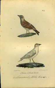 Leeuwerik / Witte leeuwerik. Uit: Oeuvres complètes de Buffon suivies de ses continuateurs Daubenton, Lacépéde, Cuvier, Duméril, Poiret, lesson et Geoffroy-St-Hillaire — BUFFON et DAUBENTON