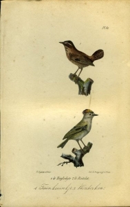 Tuinkoninkje / Winterkoninkje. Uit: Oeuvres complètes de Buffon suivies de ses continuateurs Daubenton, Lacépéde, Cuvier, Duméril, Poiret, lesson et Geoffroy-St-Hillaire — BUFFON et DAUBENTON