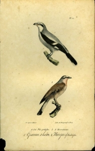 Grauwe ekster / Wurger of Vinkebijter. Uit: Oeuvres complètes de Buffon suivies de ses continuateurs Daubenton, Lacépéde, Cuvier, Duméril, Poiret, lesson et Geoffroy-St-Hillaire — BUFFON et DAUBENTON