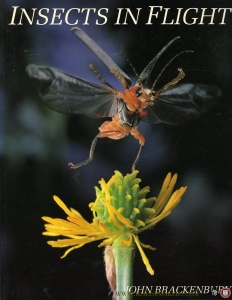 Insects in Flight — Brackenbury, John