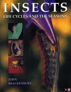Insects, Life Cycles and the Seasons — Brackenbury, John