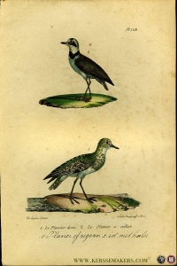 Pluvier of regenwulp, idem met halsring. Uit: Oeuvres complètes de Buffon suivies de ses continuateurs Daubenton, Lacépéde, Cuvier, Duméril, Poiret, lesson et Geoffroy-St-Hillaire — BUFFON et DAUBENTON