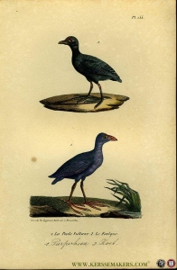 Purperhoen / Koet. Uit: Oeuvres complètes de Buffon suivies de ses continuateurs Daubenton, Lacépéde, Cuvier, Duméril, Poiret, lesson et Geoffroy-St-Hillaire — BUFFON et DAUBENTON