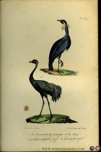 Numidische juffrouw / kraanvogel. Uit: Oeuvres complètes de Buffon suivies de ses continuateurs Daubenton, Lacépéde, Cuvier, Duméril, Poiret, lesson et Geoffroy-St-Hillaire — BUFFON et DAUBENTON