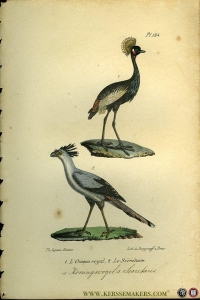 Koningsvogel / Secretaris. Uit: Oeuvres complètes de Buffon suivies de ses continuateurs Daubenton, Lacépéde, Cuvier, Duméril, Poiret, lesson et Geoffroy-St-Hillaire — BUFFON et DAUBENTON