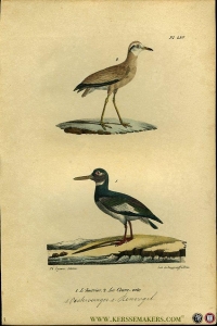 Oestervanger / Renvogel. Uit: Oeuvres complètes de Buffon suivies de ses continuateurs Daubenton, Lacépéde, Cuvier, Duméril, Poiret, lesson et Geoffroy-St-Hillaire — BUFFON et DAUBENTON