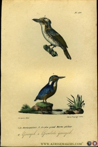 IJsvogel / Grootste ijsvogel. Uit: Oeuvres complètes de Buffon suivies de ses continuateurs Daubenton, Lacépéde, Cuvier, Duméril, Poiret, lesson et Geoffroy-St-Hillaire — BUFFON et DAUBENTON