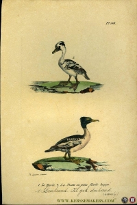 Duikeend / Kleine gekuifde duikeend (nonnetje). Uit: Oeuvres complètes de Buffon suivies de ses continuateurs Daubenton, Lacépéde, Cuvier, Duméril, Poiret, lesson et Geoffroy-St-Hillaire — BUFFON et DAUBENTON