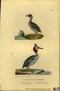Oorduiker / Kleine duikelaar. Uit: Oeuvres complètes de Buffon suivies de ses continuateurs Daubenton, Lacépéde, Cuvier, Duméril, Poiret, lesson et Geoffroy-St-Hillaire — BUFFON et DAUBENTON