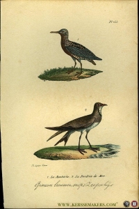 Grauwe leeuwerik - Snip / Zeepatrijs. Uit: Oeuvres complètes de Buffon suivies de ses continuateurs Daubenton, Lacépéde, Cuvier, Duméril, Poiret, lesson et Geoffroy-St-Hillaire — BUFFON et DAUBENTON