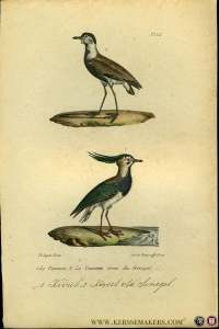 Kievit / Senegal kievit . Uit: Oeuvres complètes de Buffon suivies de ses continuateurs Daubenton, Lacépéde, Cuvier, Duméril, Poiret, lesson et Geoffroy-St-Hillaire — BUFFON et DAUBENTON