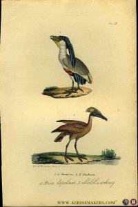 Braziliaanse lepelaar / Senegalese steltloper. Uit: Oeuvres complètes de Buffon suivies de ses continuateurs Daubenton, Lacépéde, Cuvier, Duméril, Poiret, lesson et Geoffroy-St-Hillaire — BUFFON et DAUBENTON