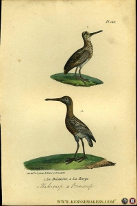 Watersnip / Oeversnip. Uit: Oeuvres complètes de Buffon suivies de ses continuateurs Daubenton, Lacépéde, Cuvier, Duméril, Poiret, lesson et Geoffroy-St-Hillaire — BUFFON et DAUBENTON