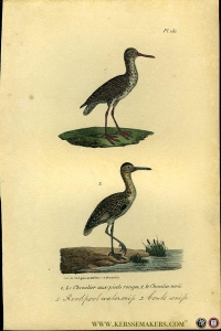 Roodpoot watersnip / Bonte snip. Uit: Oeuvres complètes de Buffon suivies de ses continuateurs Daubenton, Lacépéde, Cuvier, Duméril, Poiret, lesson et Geoffroy-St-Hillaire — BUFFON et DAUBENTON