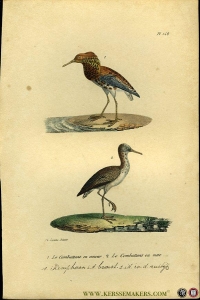 Kemphaan in de bronstijd / idem in de ruitijd. Uit: Oeuvres complètes de Buffon suivies de ses continuateurs Daubenton, Lacépéde, Cuvier, Duméril, Poiret, lesson et Geoffroy-St-Hillaire — BUFFON et DAUBENTON