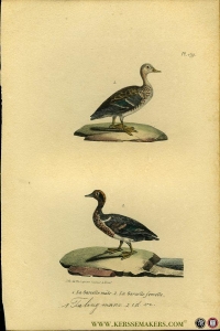 Taling mannetje / idem vrouwtje. Uit: Oeuvres complètes de Buffon suivies de ses continuateurs Daubenton, Lacépéde, Cuvier, Duméril, Poiret, lesson et Geoffroy-St-Hillaire — BUFFON et DAUBENTON