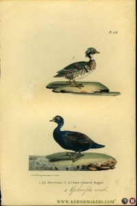 La Marreuse/ Gekuifde eend. Uit: Oeuvres complètes de Buffon suivies de ses continuateurs Daubenton, Lacépéde, Cuvier, Duméril, Poiret, lesson et Geoffroy-St-Hillaire — BUFFON et DAUBENTON