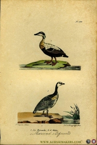 Meereend / Eidereend. Uit: Oeuvres complètes de Buffon suivies de ses continuateurs Daubenton, Lacépéde, Cuvier, Duméril, Poiret, lesson et Geoffroy-St-Hillaire — BUFFON et DAUBENTON