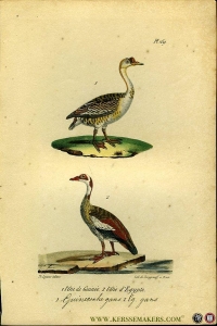Guineesche gans / Egyptische gans. Uit: Oeuvres complètes de Buffon suivies de ses continuateurs Daubenton, Lacépéde, Cuvier, Duméril, Poiret, lesson et Geoffroy-St-Hillaire — BUFFON et DAUBENTON