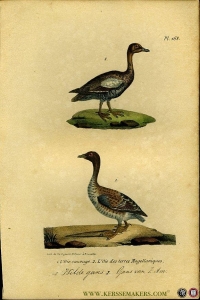 Wilde gans / Gans van Zuid-Amerika. Uit: Oeuvres complètes de Buffon suivies de ses continuateurs Daubenton, Lacépéde, Cuvier, Duméril, Poiret, lesson et Geoffroy-St-Hillaire — BUFFON et DAUBENTON