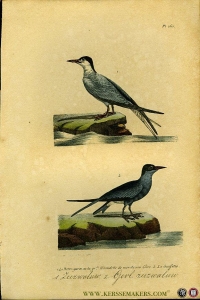 Zeezwaluw / Gevlekte zeezwaluw. Uit: Oeuvres complètes de Buffon suivies de ses continuateurs Daubenton, Lacépéde, Cuvier, Duméril, Poiret, lesson et Geoffroy-St-Hillaire — BUFFON et DAUBENTON