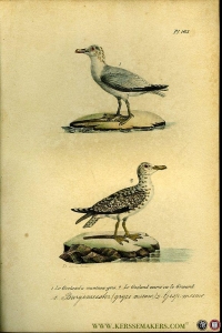 Burgemeester (grijze meeuw) / Gespikkelde meeuw. Uit: Oeuvres complètes de Buffon suivies de ses continuateurs Daubenton, Lacépéde, Cuvier, Duméril, Poiret, lesson et Geoffroy-St-Hillaire — BUFFON et DAUBENTON
