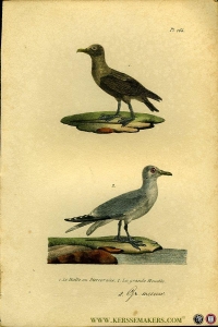 Le Halle ou Stercoraize / Grijze meeuw. Uit: Oeuvres complètes de Buffon suivies de ses continuateurs Daubenton, Lacépéde, Cuvier, Duméril, Poiret, lesson et Geoffroy-St-Hillaire — BUFFON et DAUBENTON